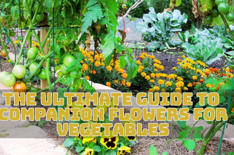 The Ultimate Guide To Companion Flowers For Vegetables