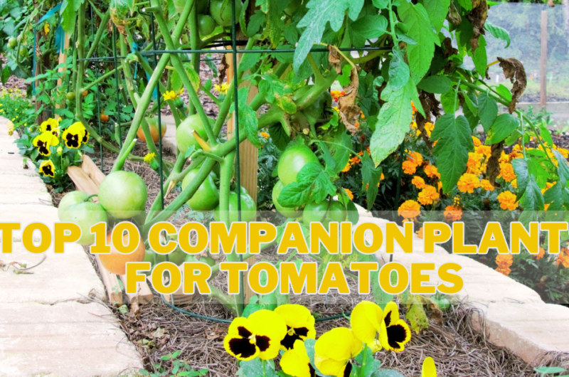 Top 10 Companion Plants For Tomatoes