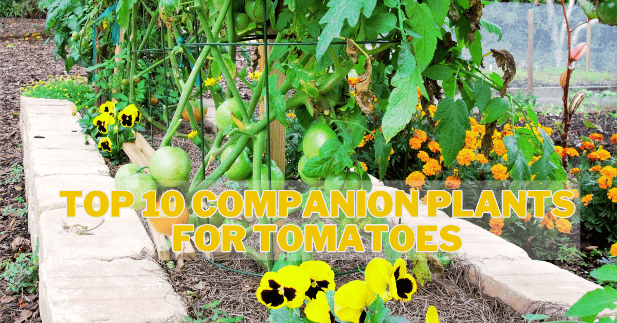 Top 10 Companion Plants For Tomatoes