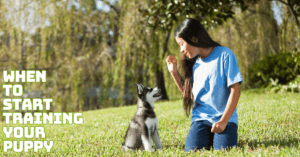 When To Start Training Your Puppy