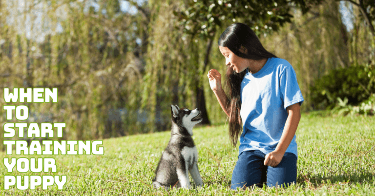 When To Start Training Your Puppy