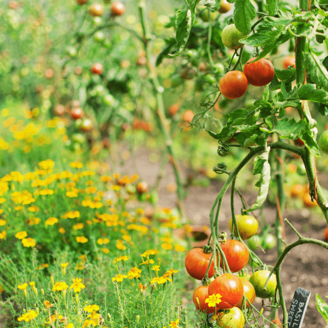 Marigolds (Tagetes spp.)