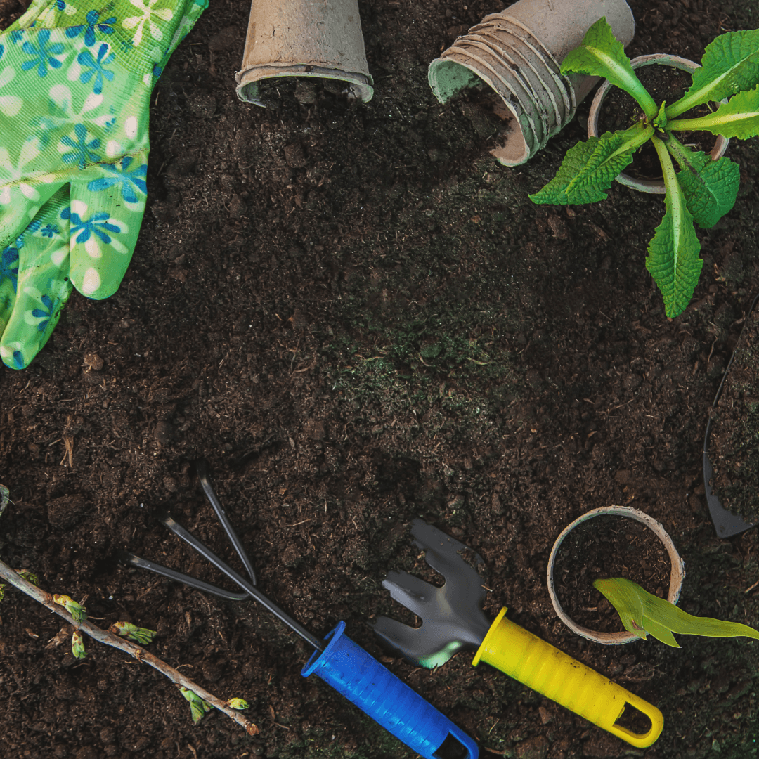 Planting Calibrachoa