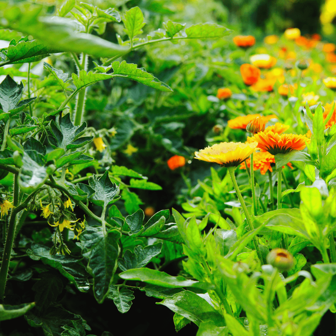 Calendula (Calendula officinalis)