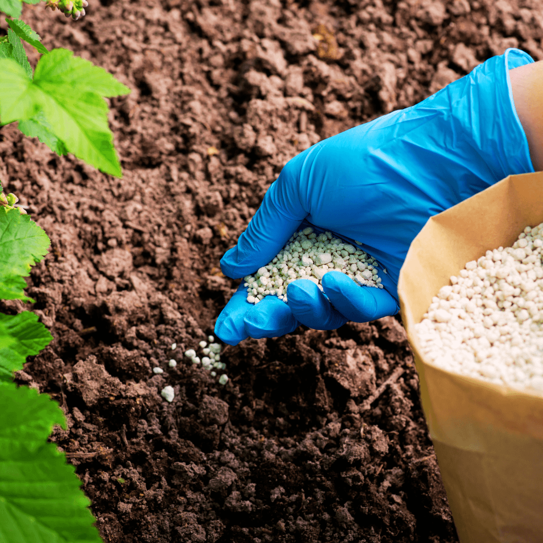 Fertilizing Calibrachoa For Optimal Growth