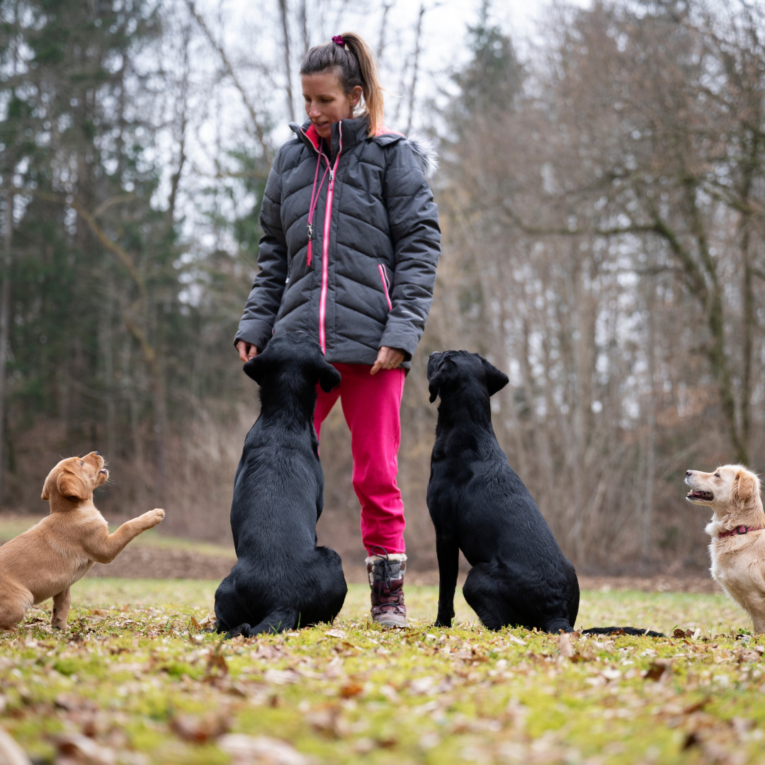 10 to 12 Weeks: Basic Obedience Commands