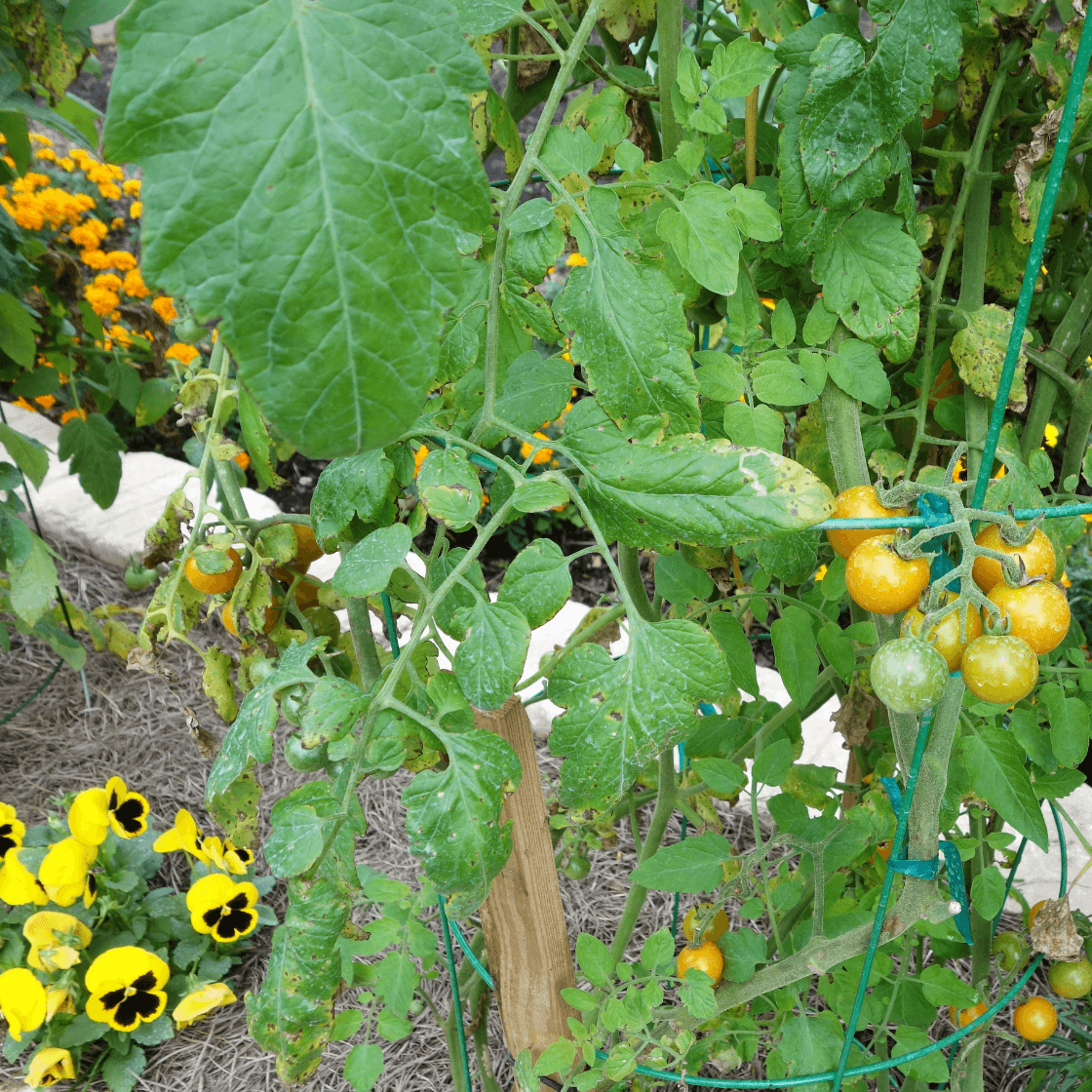 Nasturtiums: A Trap Crop