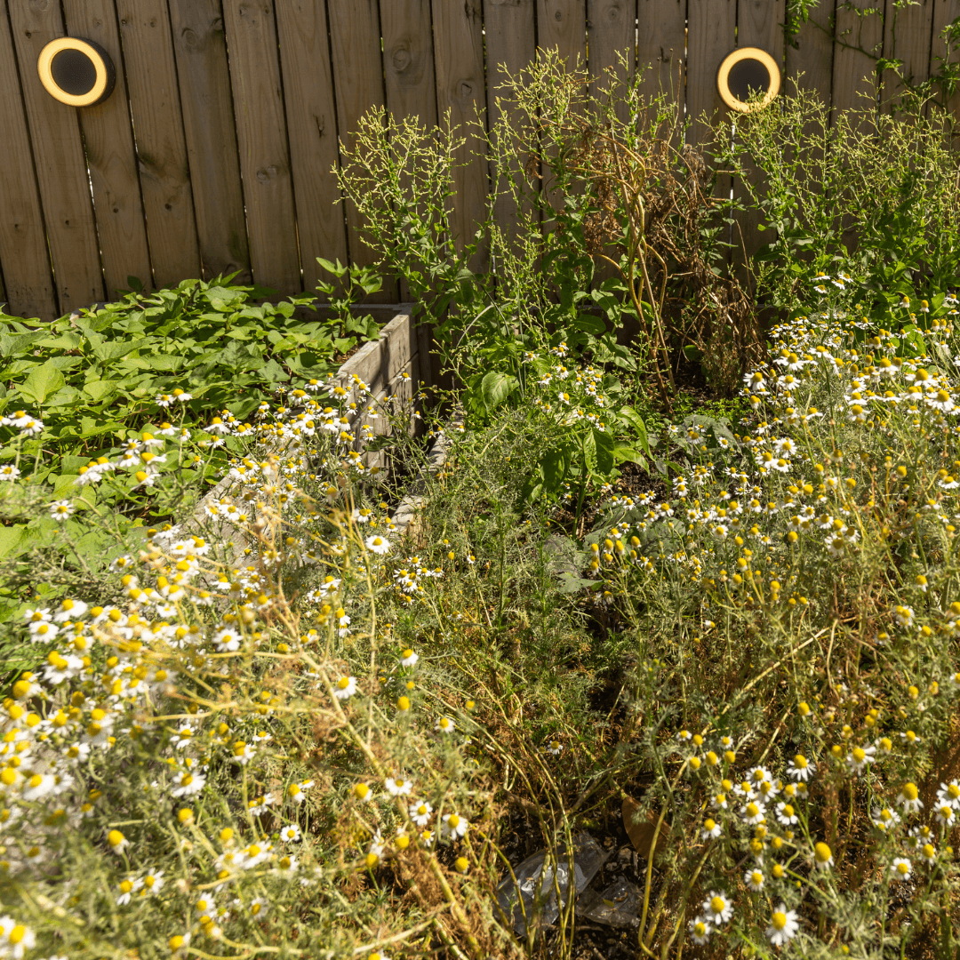 Chamomile (Matricaria chamomilla)