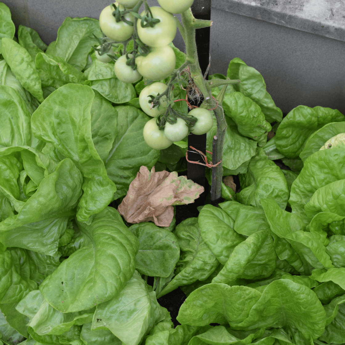 Lettuce And Spinach: Shade-Loving Companions