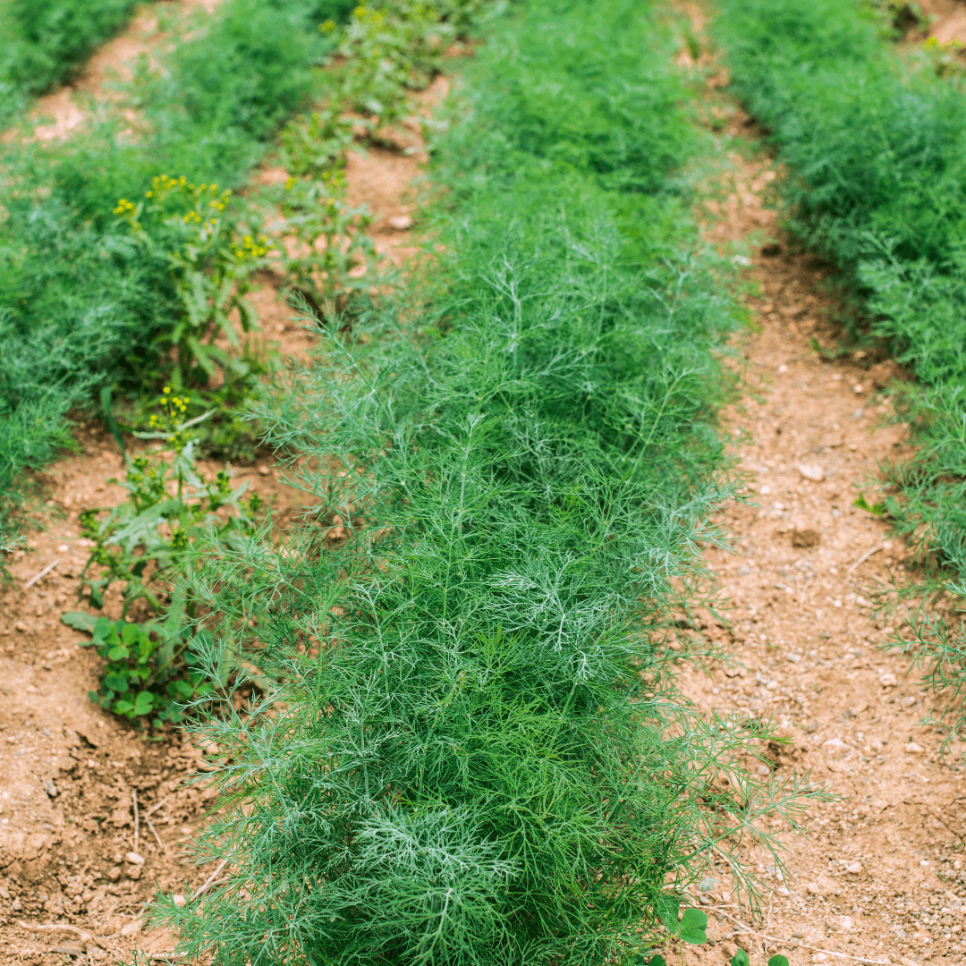 Dill (Anethum graveolens)