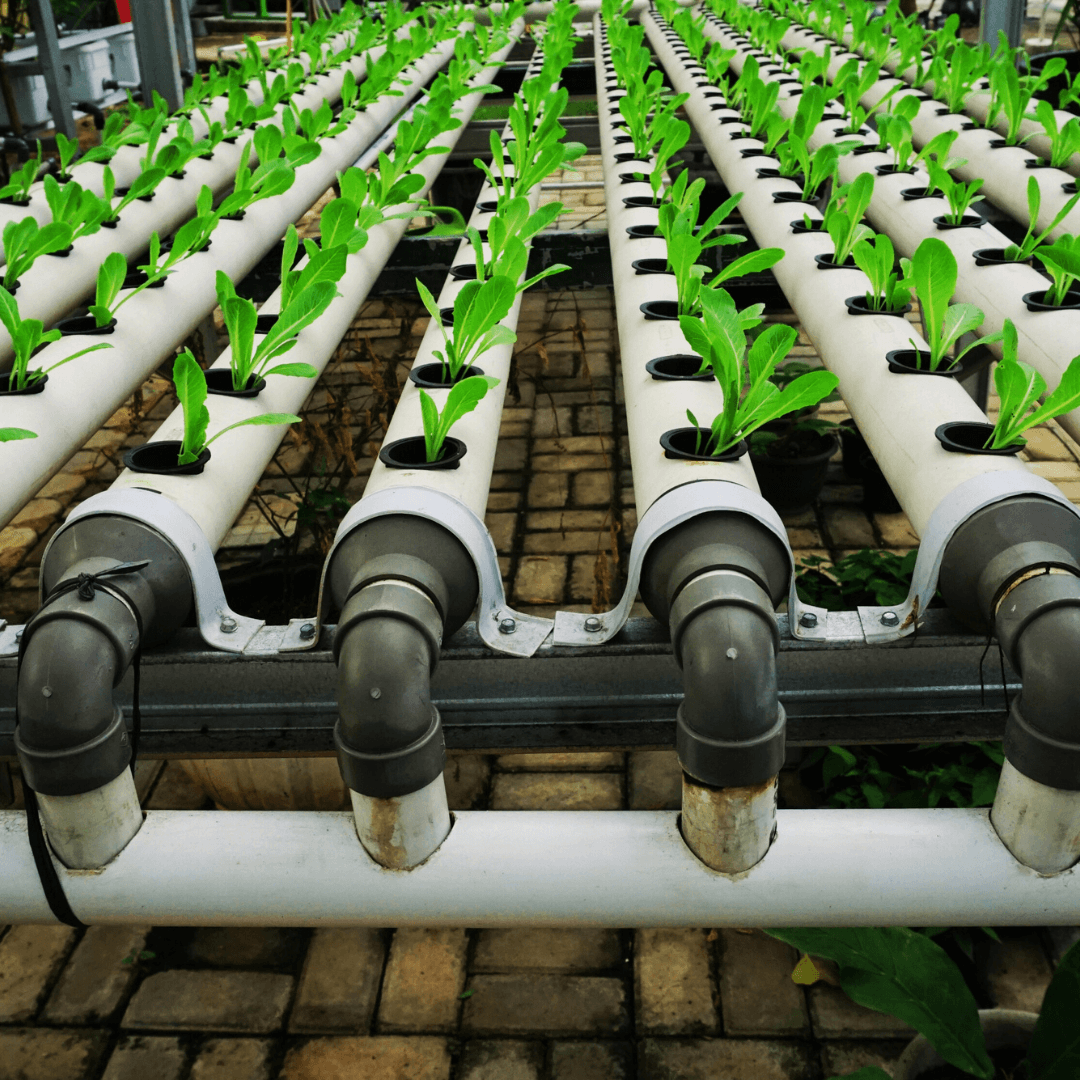 Aeroponics