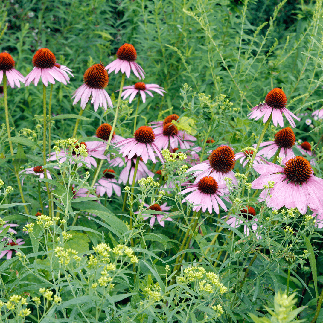 Coneflowers (Echinacea spp.)