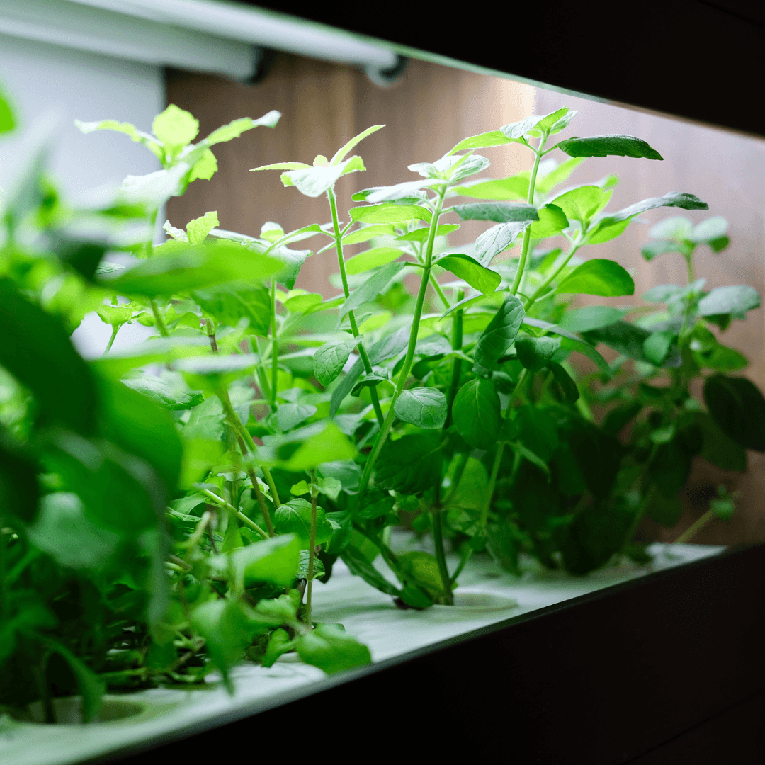 Tips For Successful Hydroponics