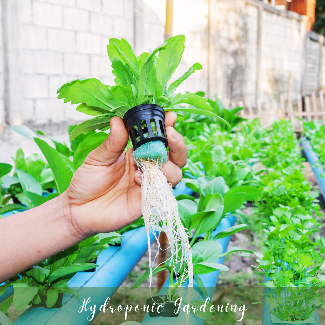 Hydroponic Gardening