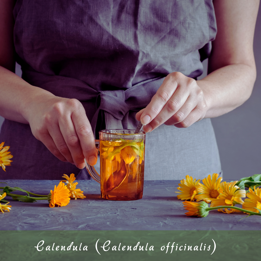 Calendula (Calendula officinalis)