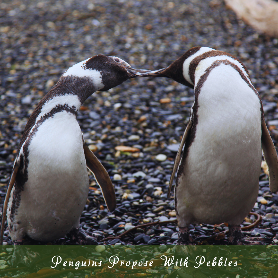 Penguins Propose With Pebbles