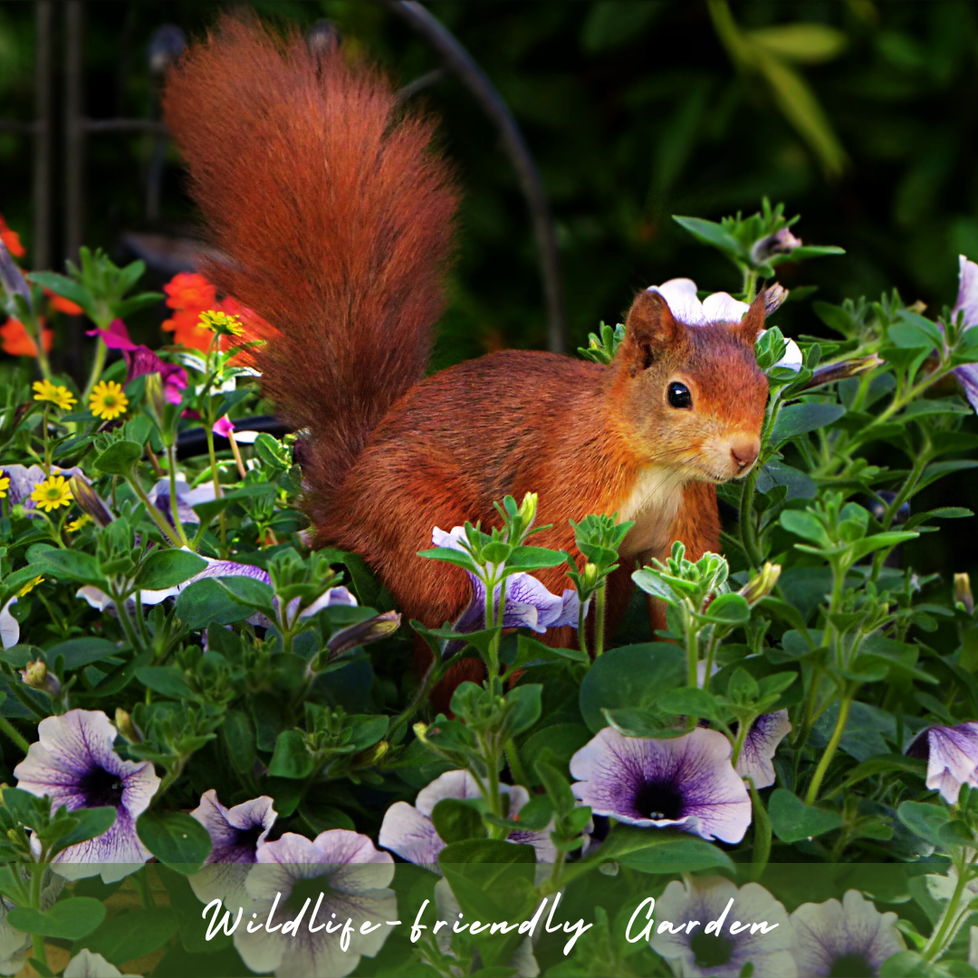 Wildlife-Friendly Garden