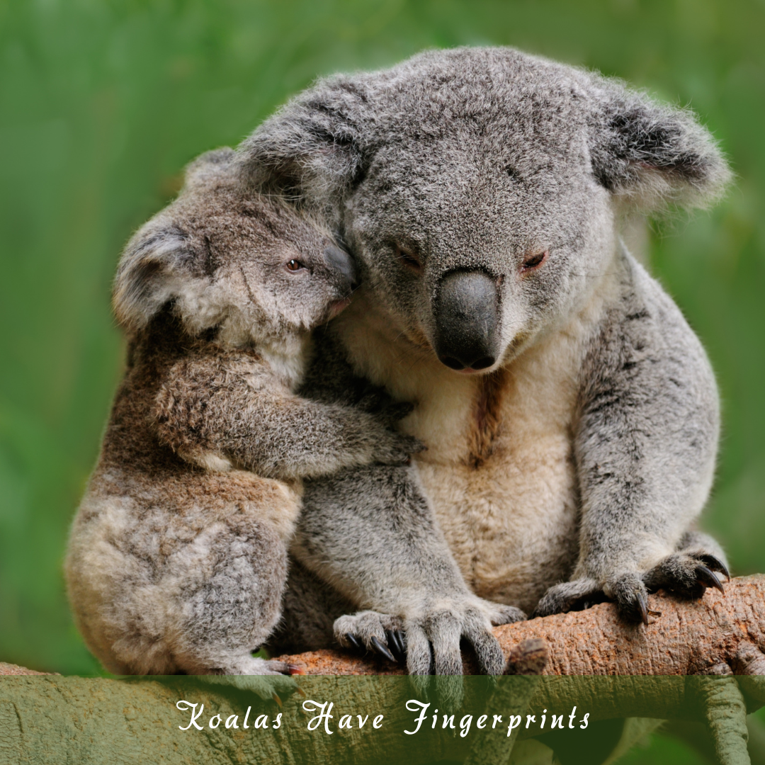 Koalas Have Fingerprints