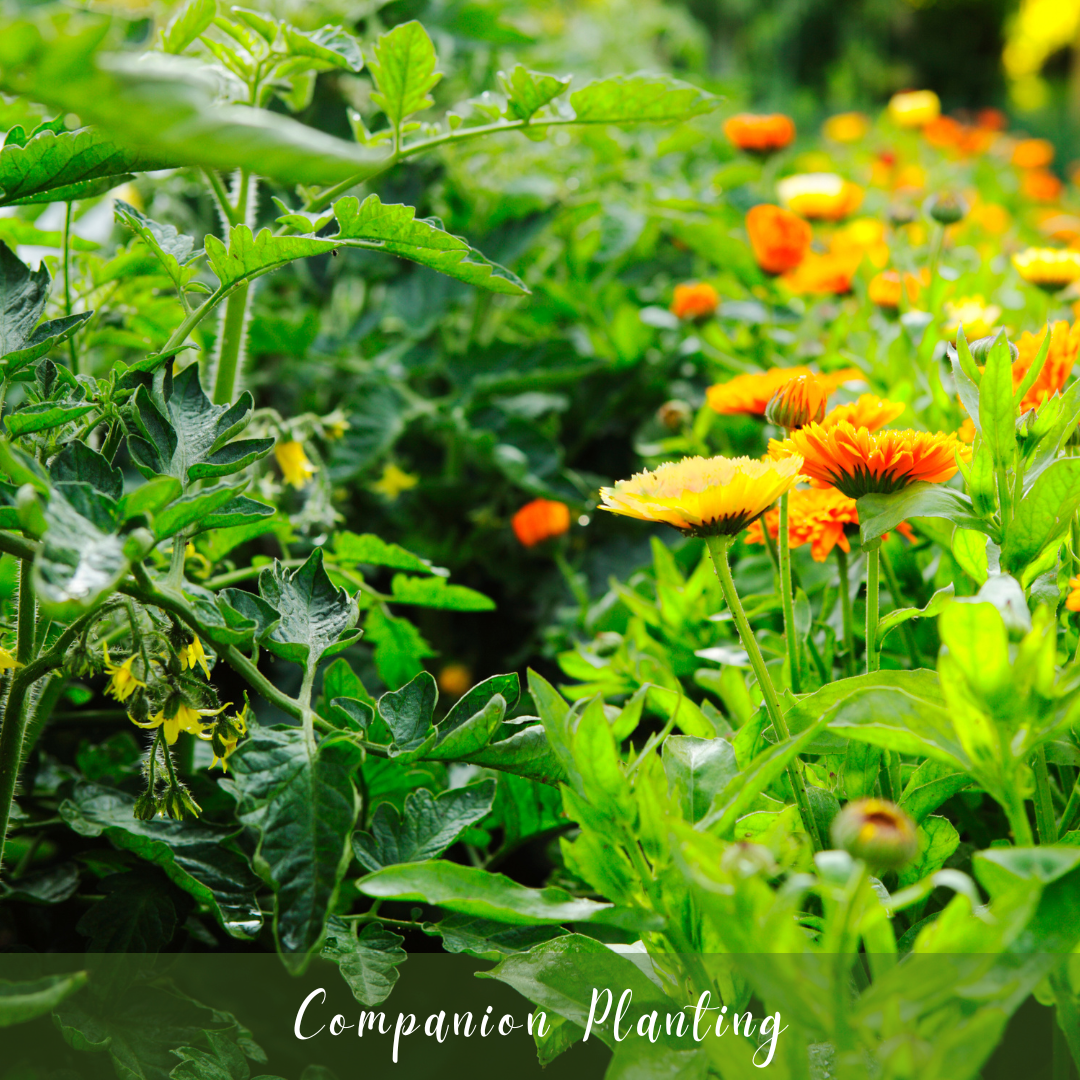 Companion Planting