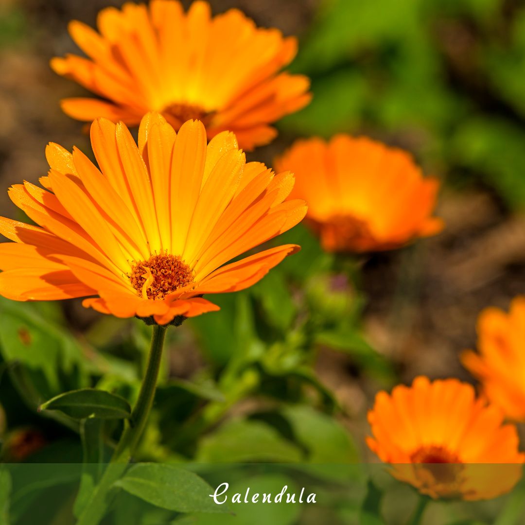 Calendula