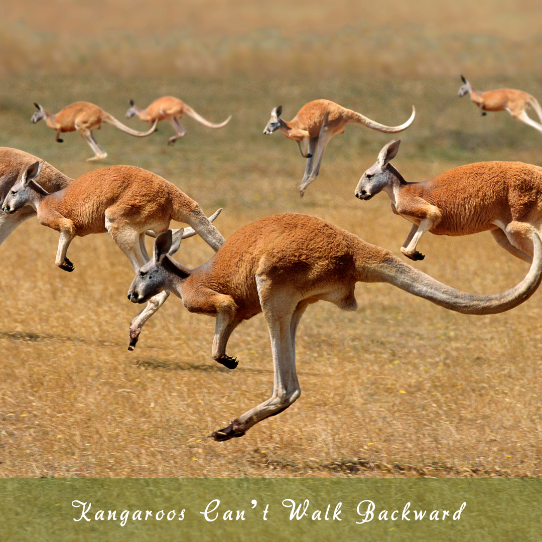 Kangaroos Can’t Walk Backward