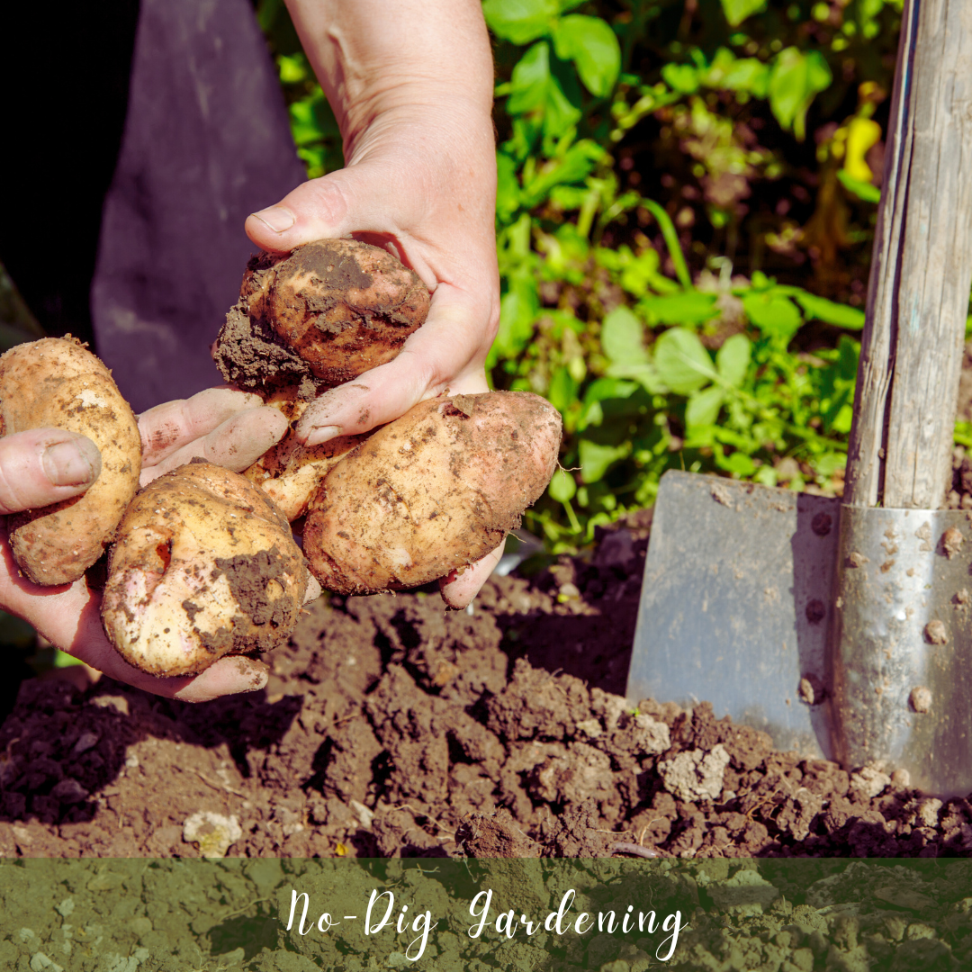 No-Dig Gardening