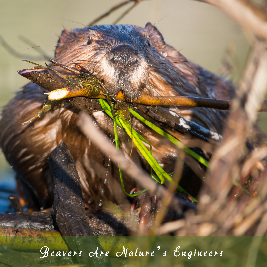 Beavers Are Nature’s Engineers