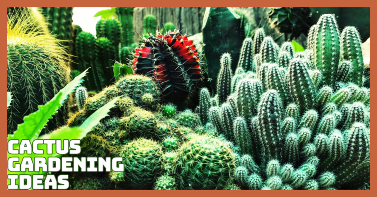 Brilliant Cactus Gardening Ideas To Elevate Your Space