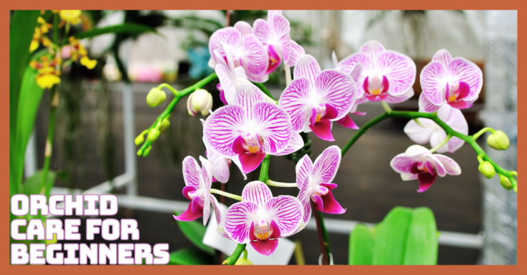 Effortless Orchid Care For Beginners