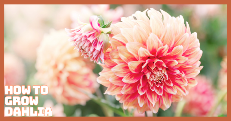 How To Grow Dahlia Plants For Stunning Blooms