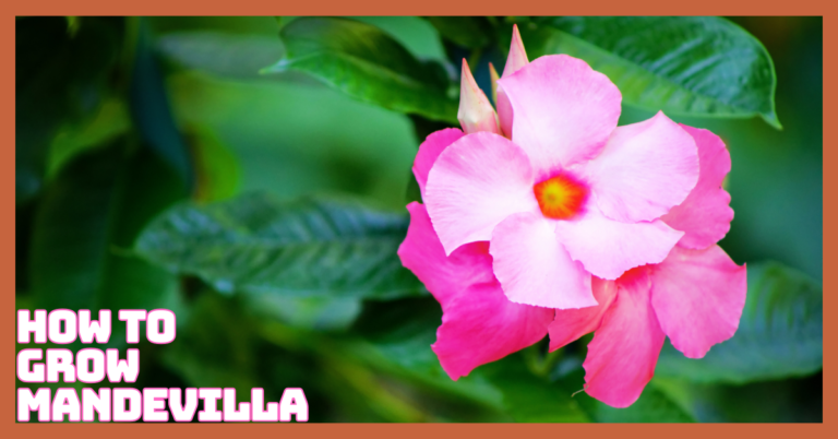 How To Grow Mandevilla: Transform Your Garden