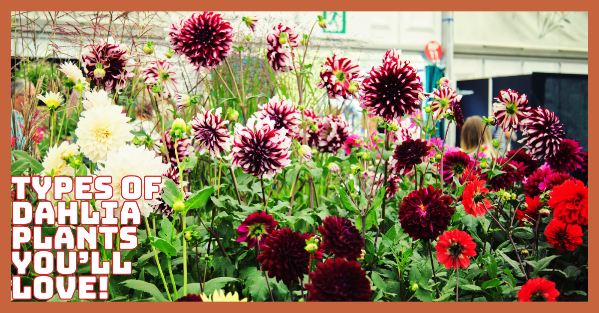 Stunning Types Of Dahlia Plants You’ll Love