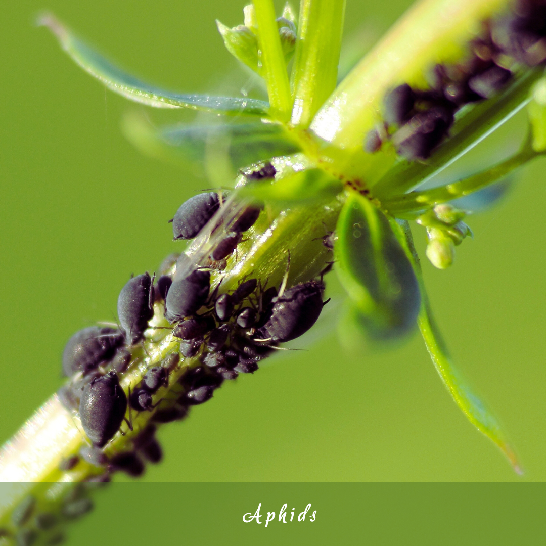 Aphids