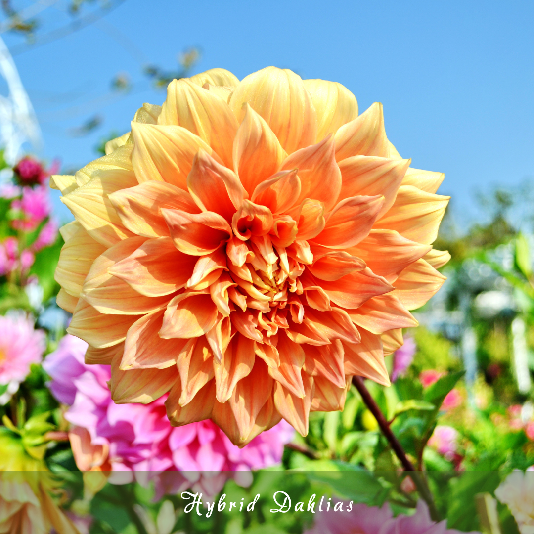 Hybrid Dahlias