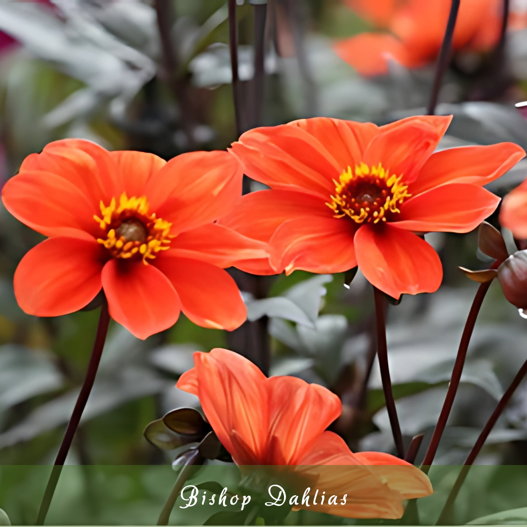 Bishop Dahlias