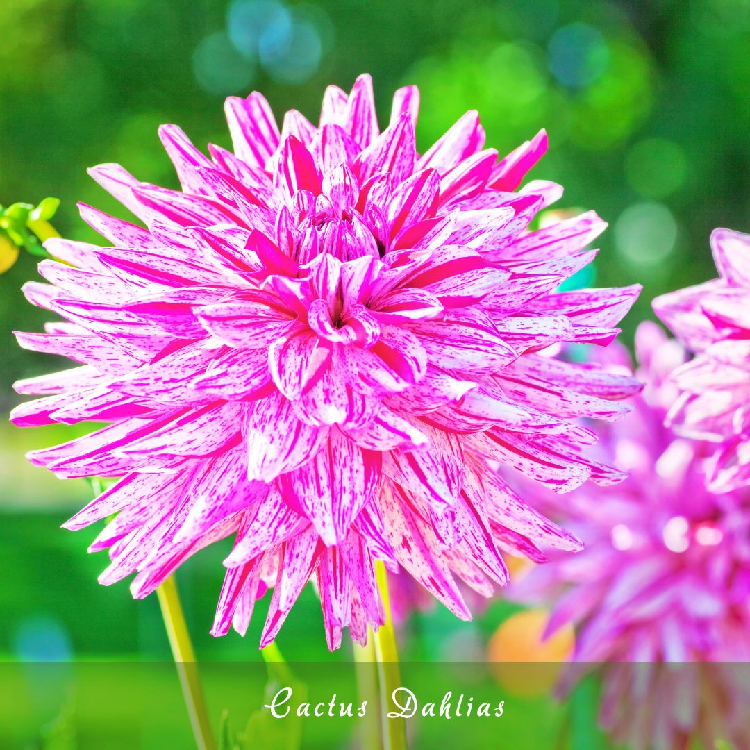 Cactus Dahlias