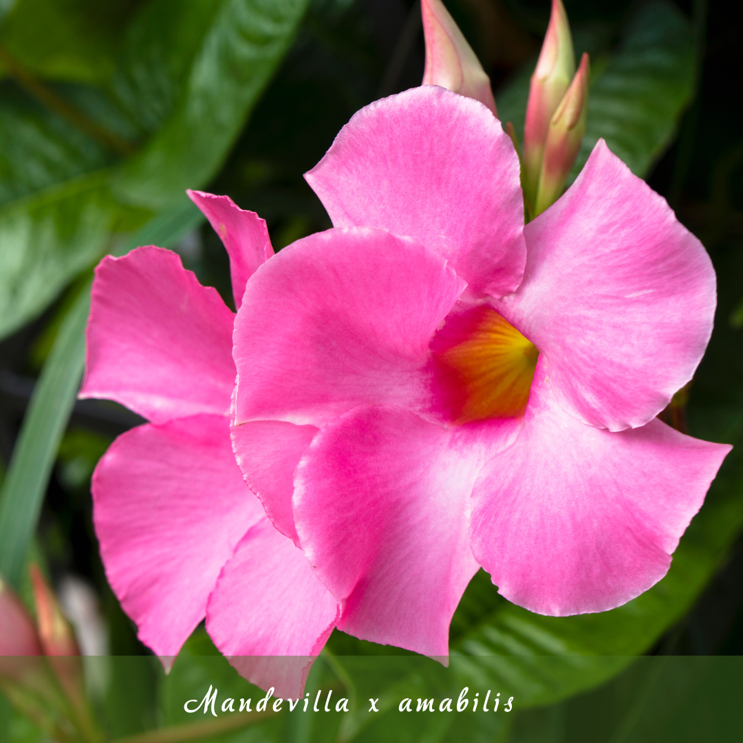 Mandevilla x amabilis (Pink Mandevilla)