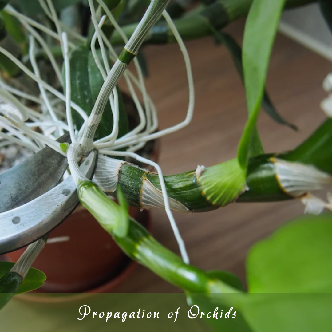 Propagation Of Orchids