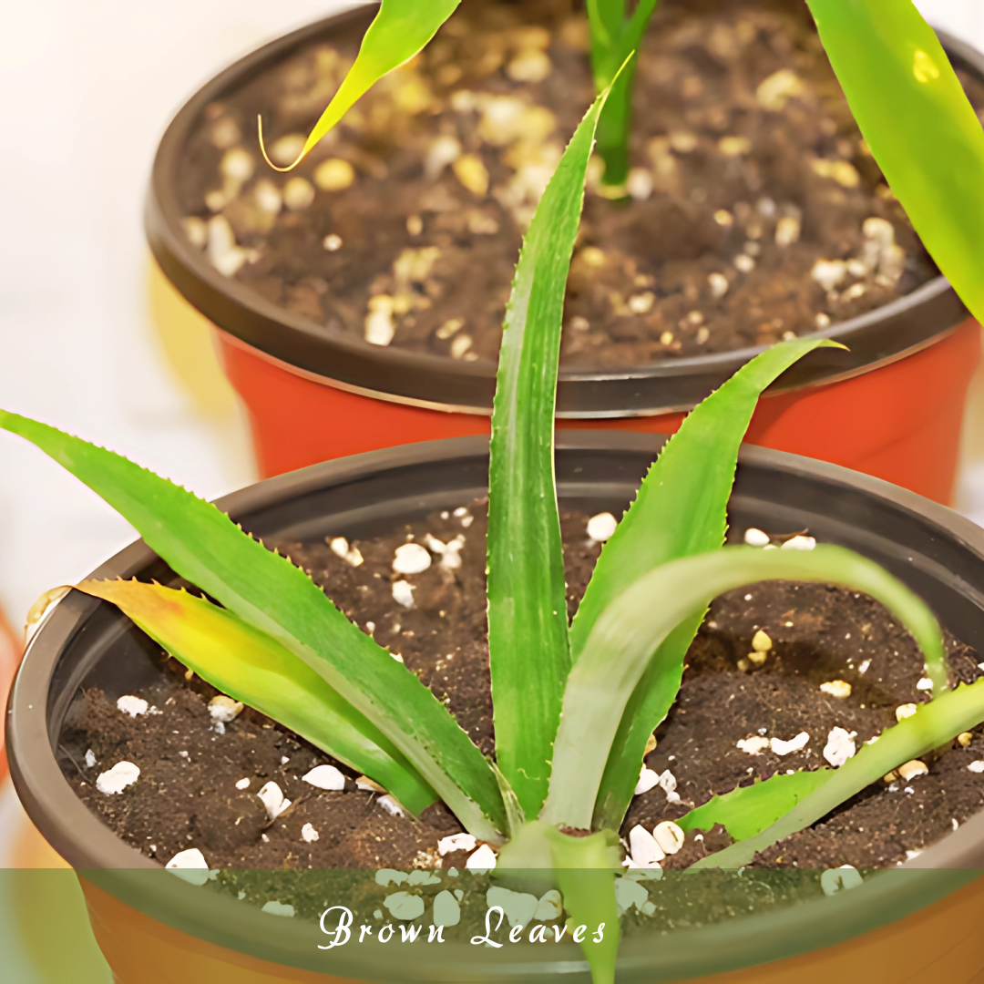 Brown Tips On Leaves