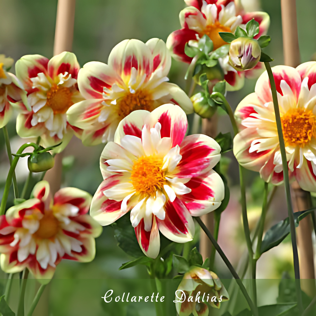 Collarette Dahlias