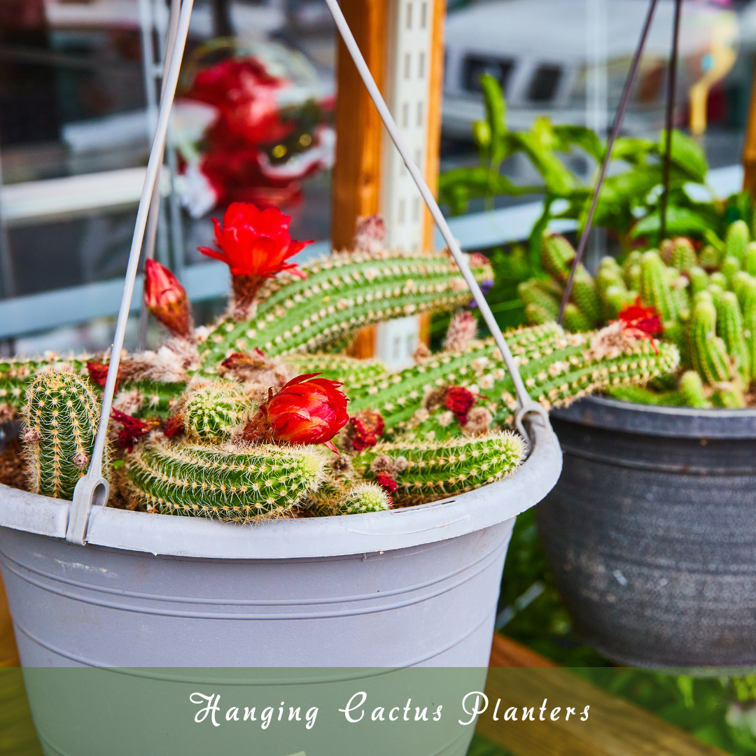 Hanging Cactus Planters