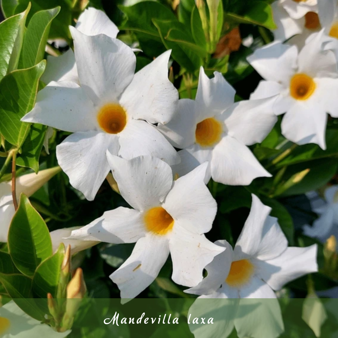 Mandevilla laxa (Chile Jasmine)