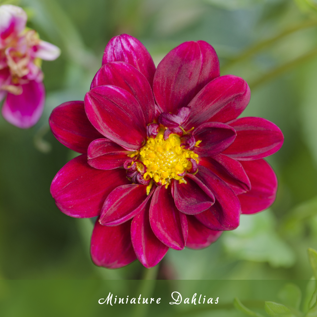 Miniature Dahlias