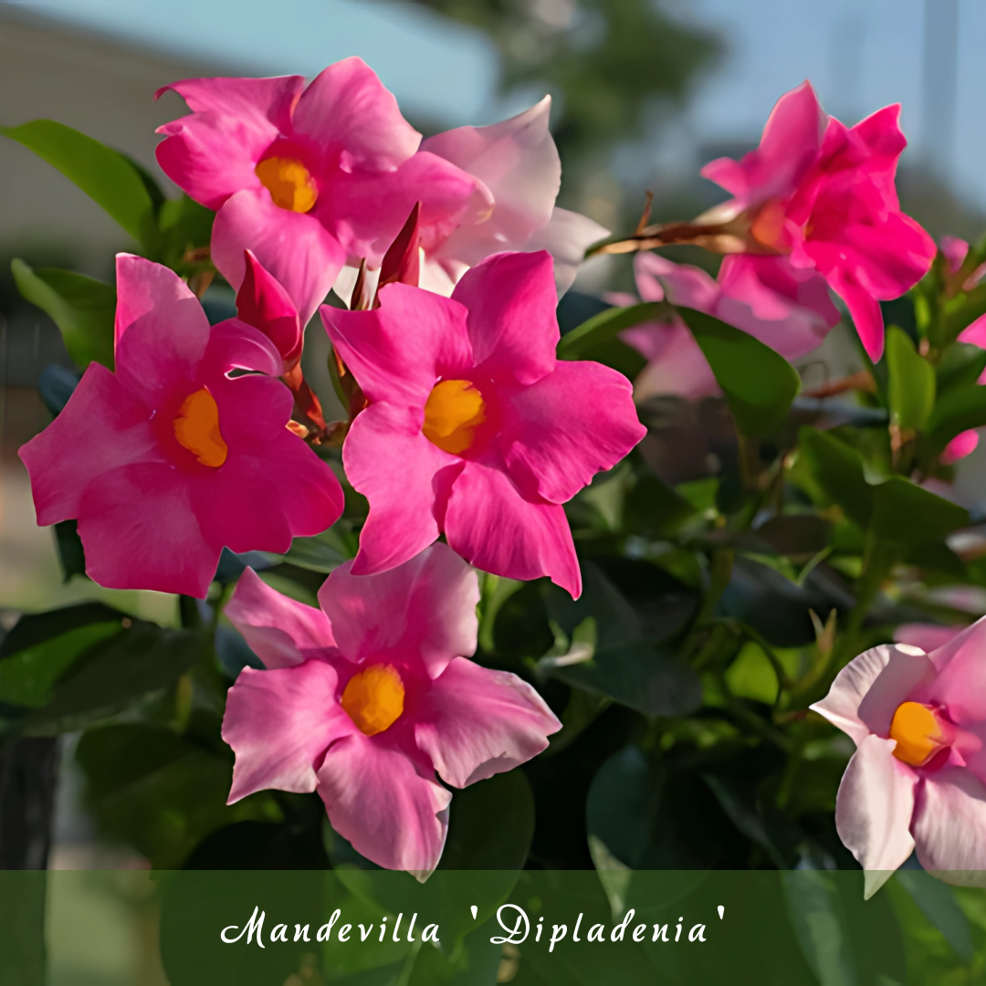 Mandevilla (Dipladenia)