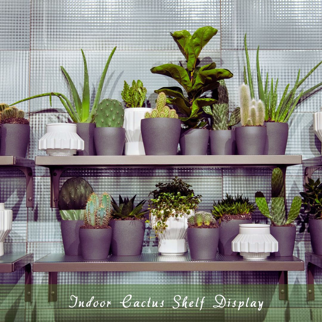 Indoor Cactus Shelf Display