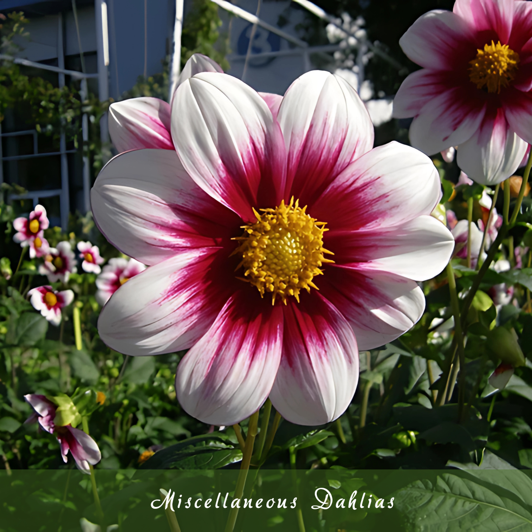 Miscellaneous Dahlias