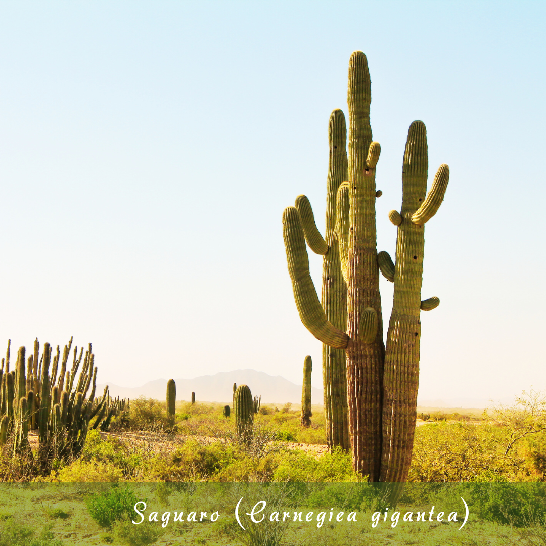 Saguaro (Carnegiea gigantea)