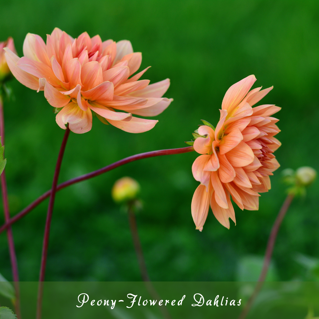 Peony-Flowered Dahlias