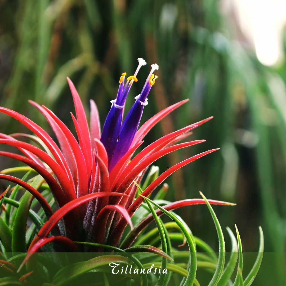 Tillandsia