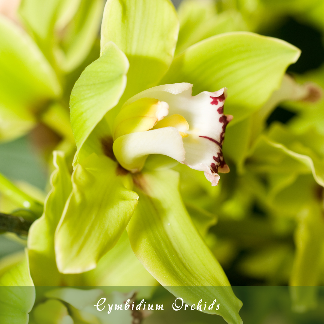 Cymbidium Orchids